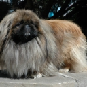 Pekingský palácový psík